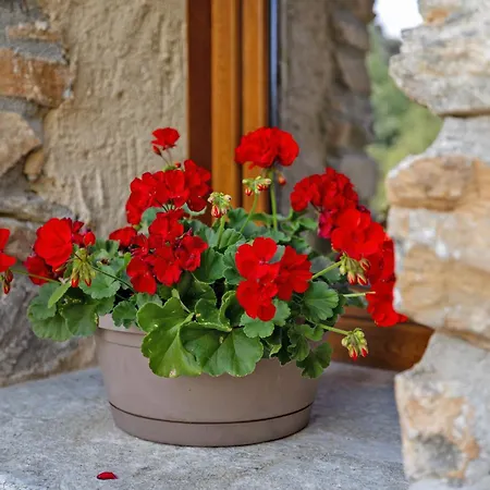 Lo Sarvanot 度假居 *